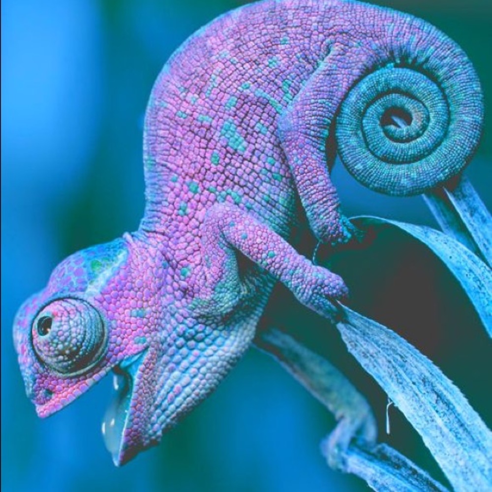 Meet your Posher, Savannah